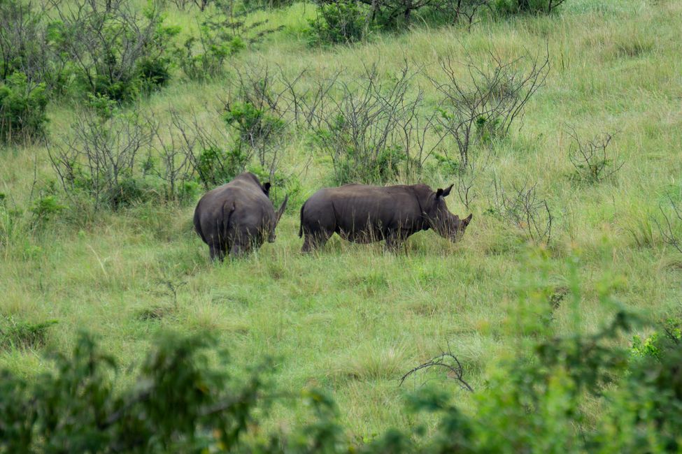 Unsere ersten Rhinos!