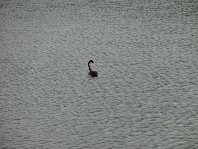 14.2. Nikau Lake (Black Swan) / Wharariki Beach