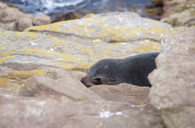 Between Scottish city flair and marine wildlife! - Dunedin