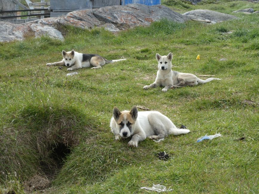 Huskys in Ilimanaq