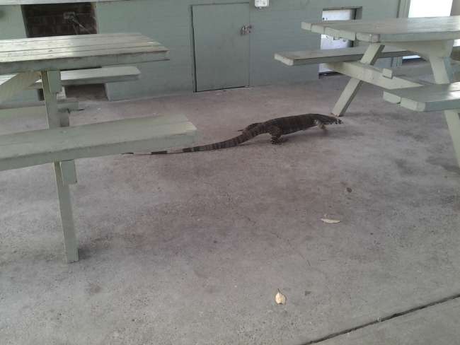 Here's a picture of the huge lizard we saw at the campsite