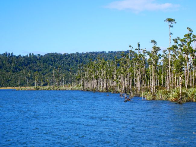 The West Coast - Kahikatea Forest