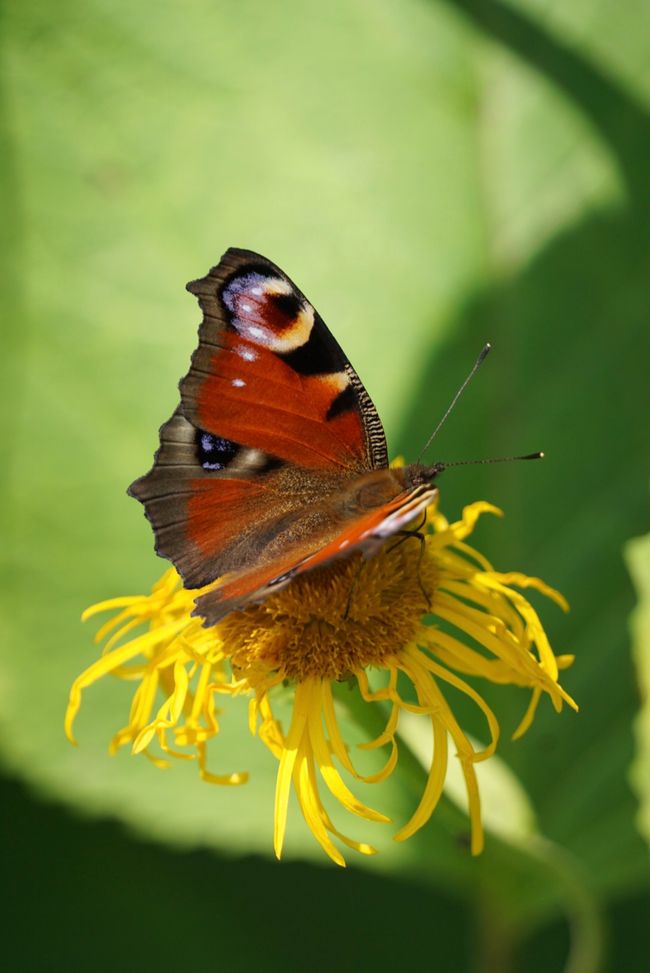 lustaufdensommer21