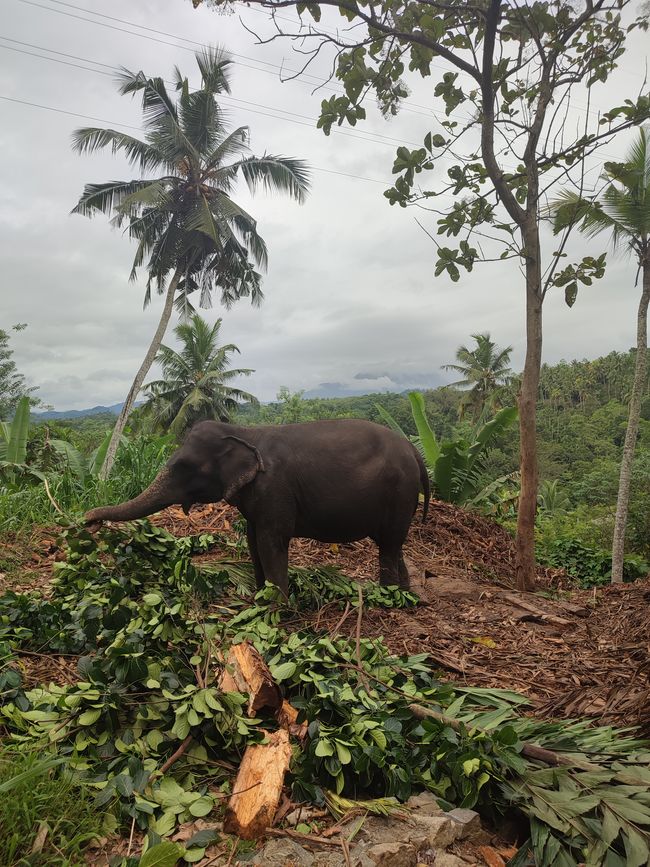 The Elephant freedom project - Sri Lanka