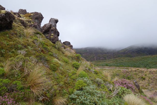 Day 13 • Wellington - Tongariro National Park (Whakapapa)
