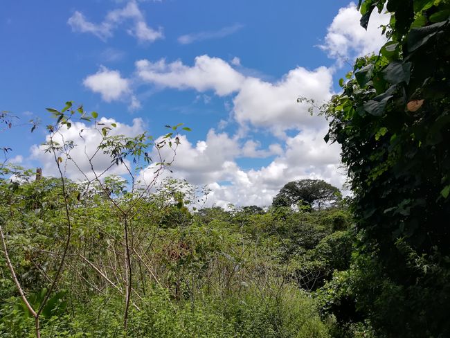 Wanderung durch den Dschungel zum "Avatar" Baum
