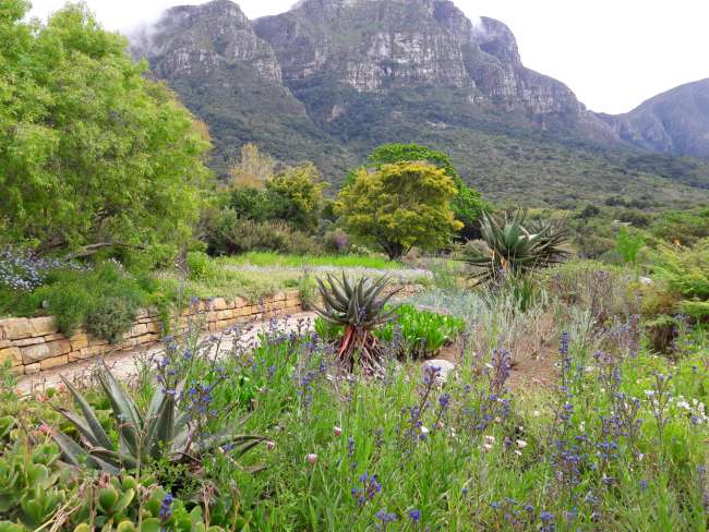 Botaniki nakɔ - Kirstenbosch