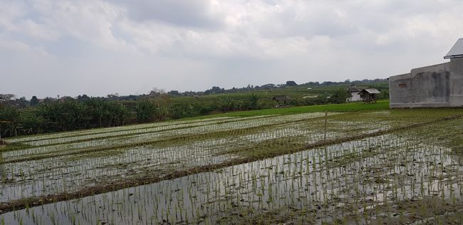 Auf dem Weg gab es wieder Reisfelder über Reisfelder