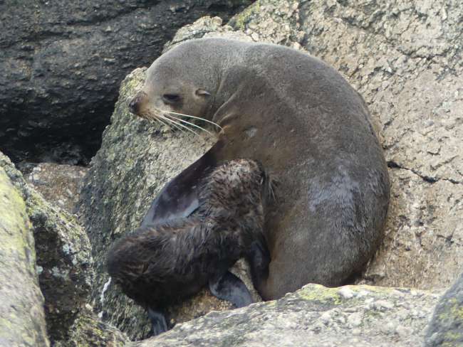 Fur Seal Mama mit Baby
