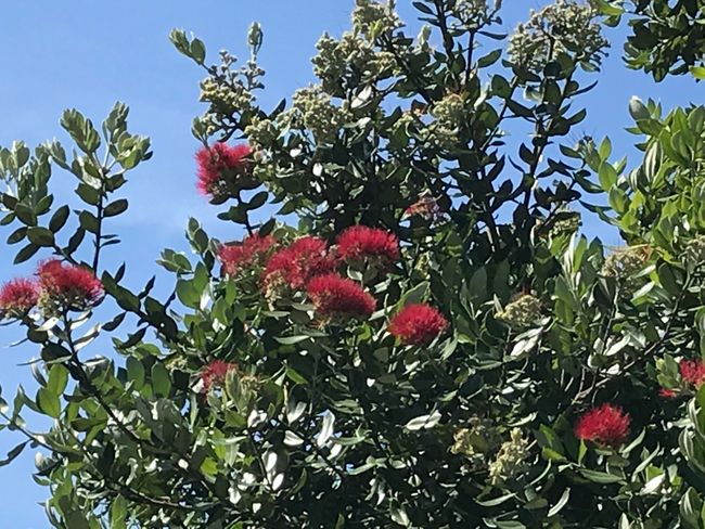 for Katrin - a still blooming New Zealand Christmas tree - Pōhutukawa
