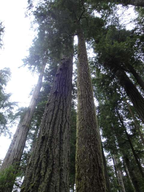 Tofino ein Traum