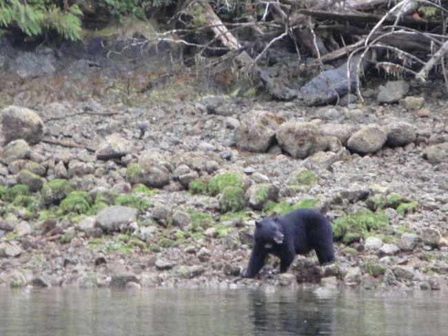 Tofino ein Traum