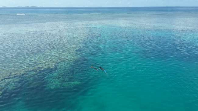 snorkeling in the Great Barrier Reef