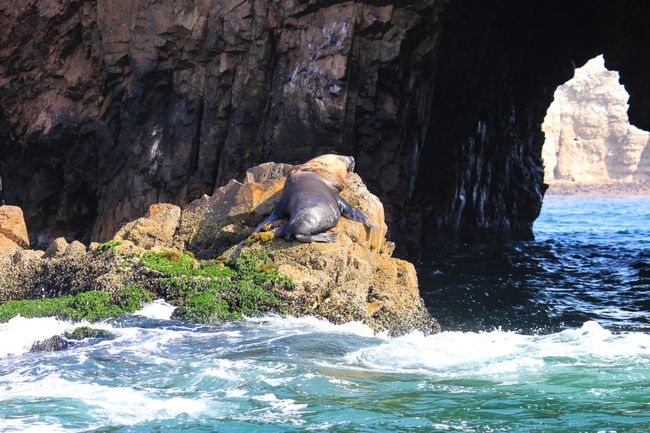 Male sea lion sunbathing