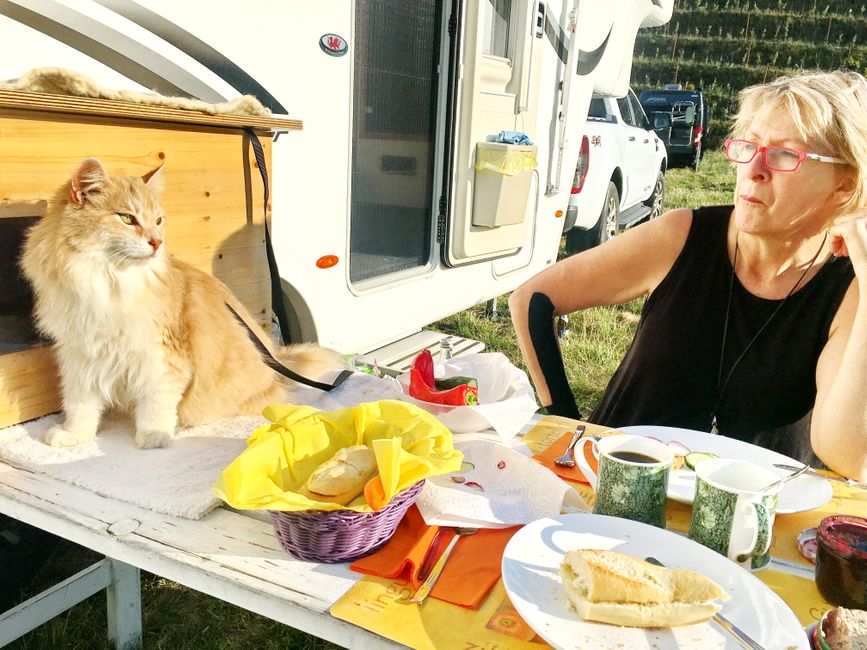 On the road, the cat villa is the most important place