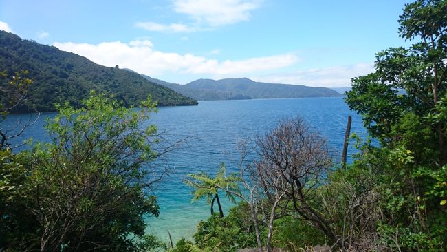 27.-31.1.2018: Multi-day hike on the Queen Charlotte Track