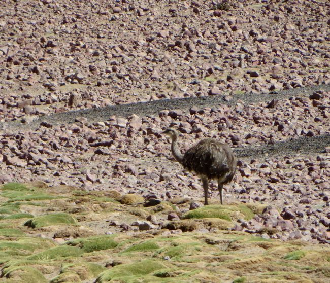 Salar de Uyuni