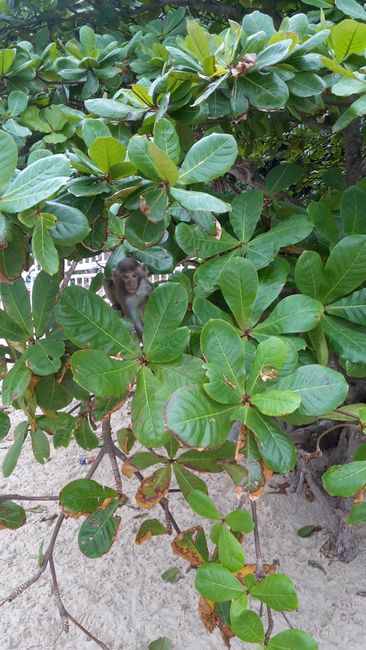 Small monkey playing in a tree