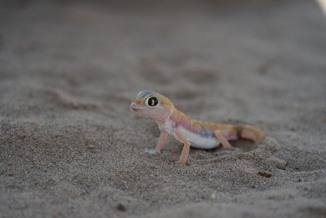 Gecko :)