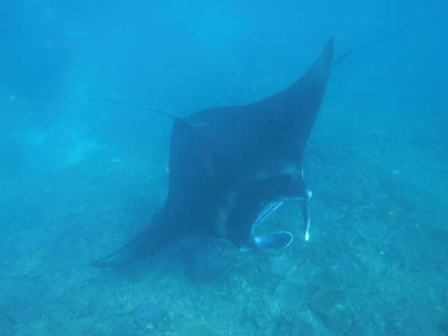 Majestic Mantas, Cooking Class, and Conclusion Indonesia