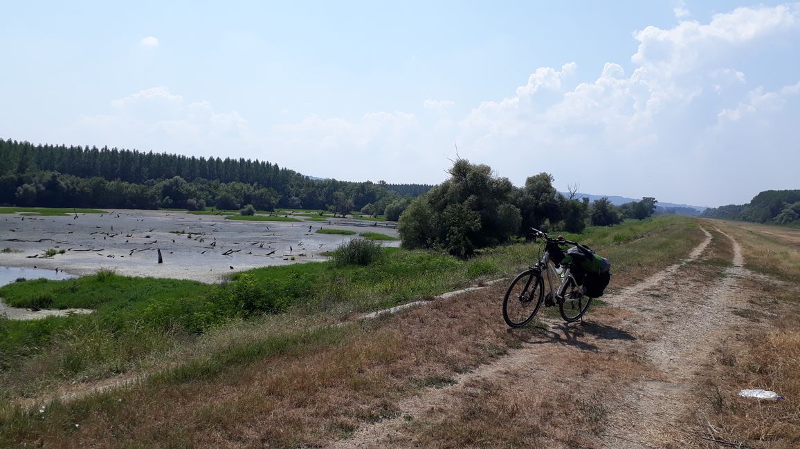 Donauauen und Sumpf.