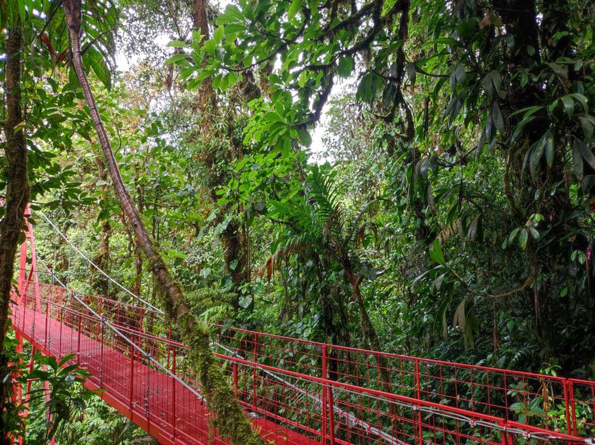 Monteverde Cloud Forest (1.5.22)