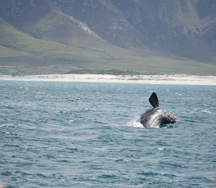 Hermanus ♥️
