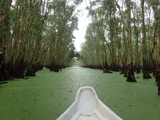 Carpet of plants in the Mekong Delta
