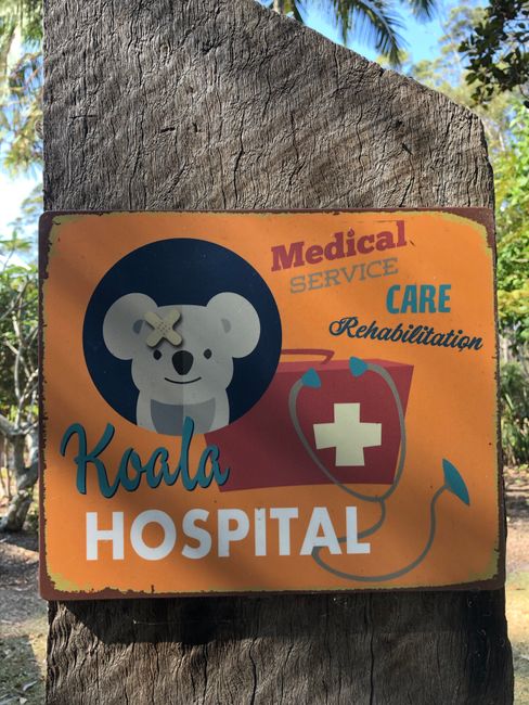 Besuch im Koala- Hospital in Port Macquarie