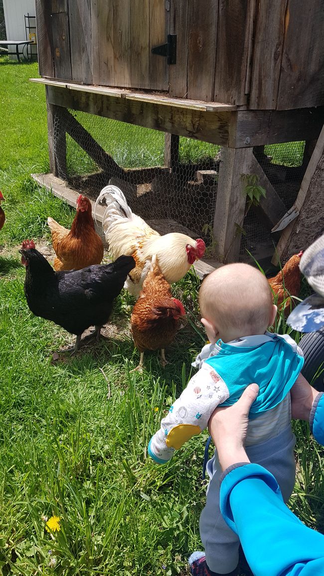 Maurice getting close to the chickens