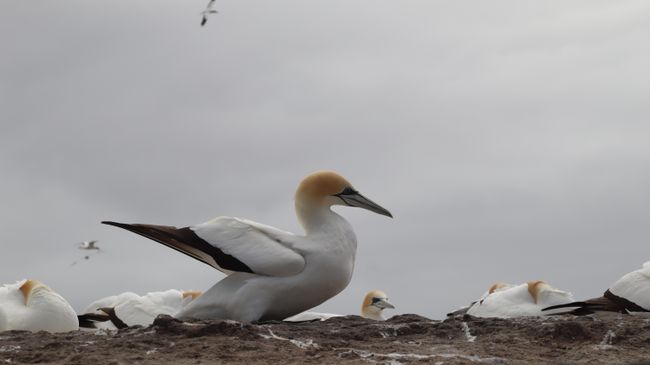 Day 17 Cape Kidnappers & Gannet Safari