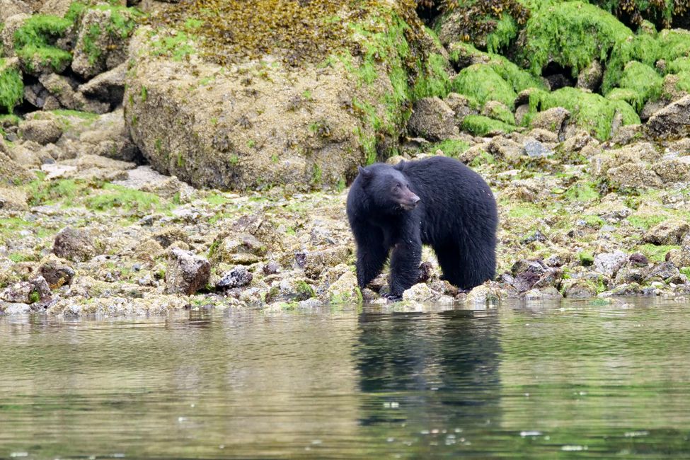 Fr. 1.7.: Tofino - Bären, Wölfe und der Rainforest Trail