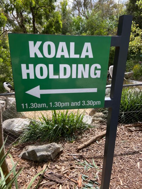 Katja Bosbach: "Koalas, kangaroos and more" - Adelaide V