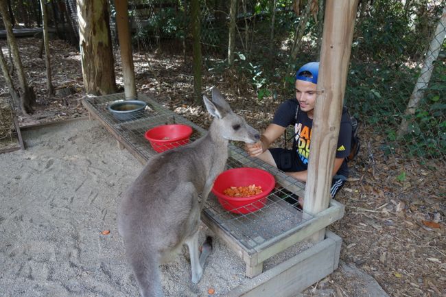 Känguru Fütterung