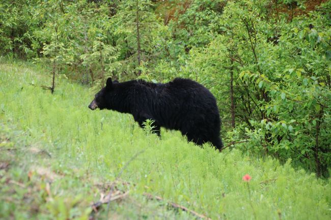 ... and the black bear!...