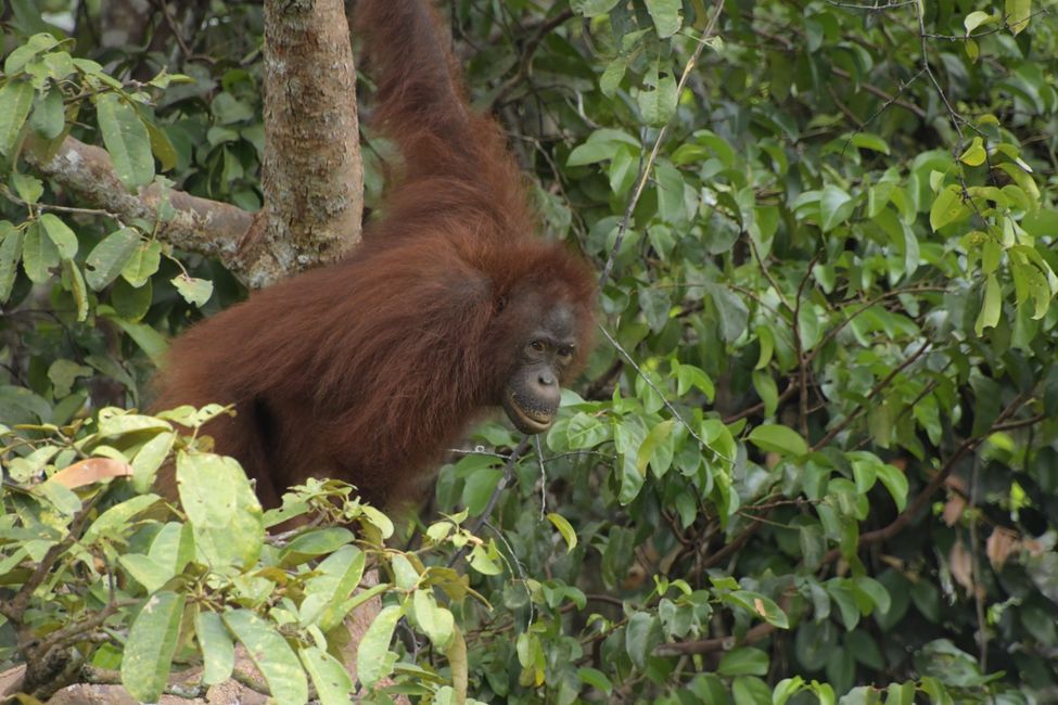 Indonesia - Borneo - Tanjung Puting NP - Orangutan