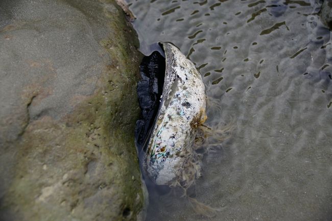 28/04/2018 - Seals and Paua Shells