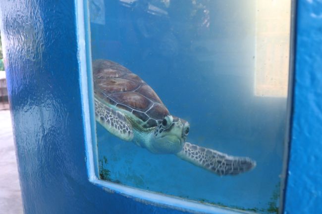 Schildkröten-Station am Turtle Beach