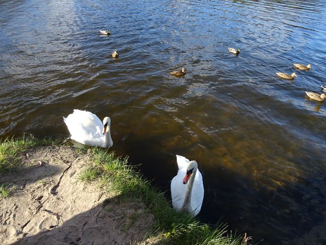 By the way, that was the aggressive swan that almost cost me three fingers