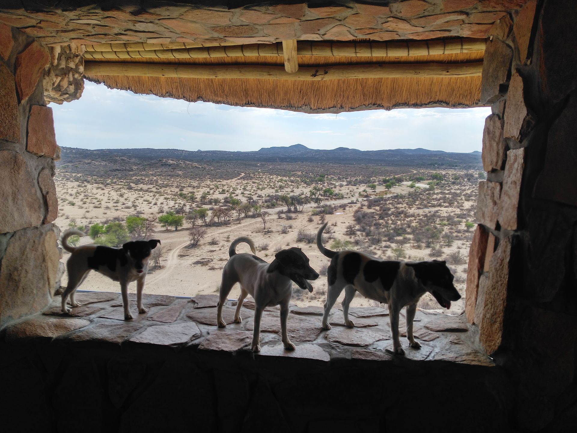View from the bar (or the second dining room) with the three dogs of the lodge, with whom we quickly became friends - they now sleep in front of our door and hardly leave you alone :) The area of the lodge extends to the foot of the mountains on the horizon