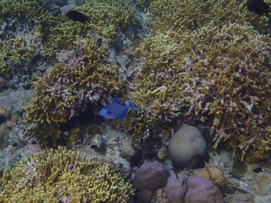 Snorkeling in Bunaken NP - Bluestripe butterflyfish
