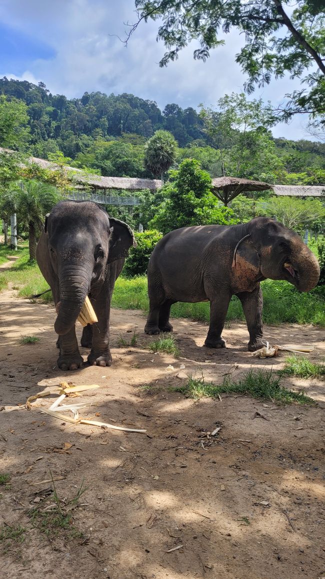 IPhuket Elephant Sanctuary