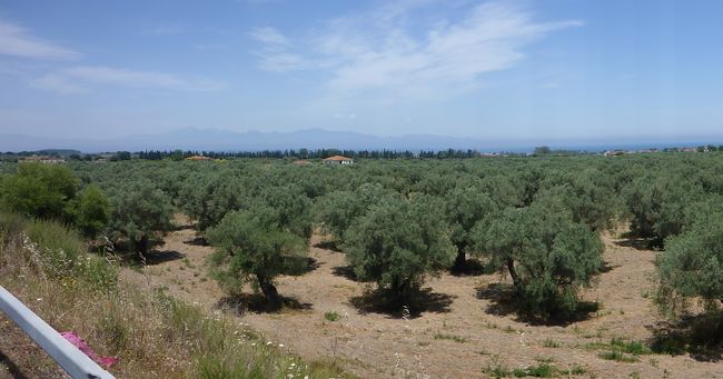 Olive grove 2