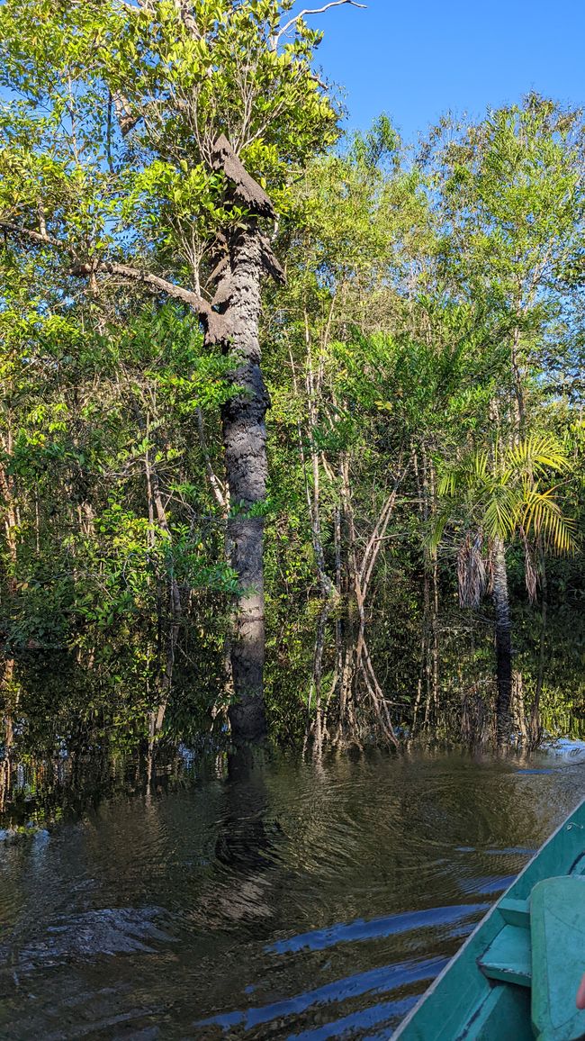1. Tag Amazonas Dschungel