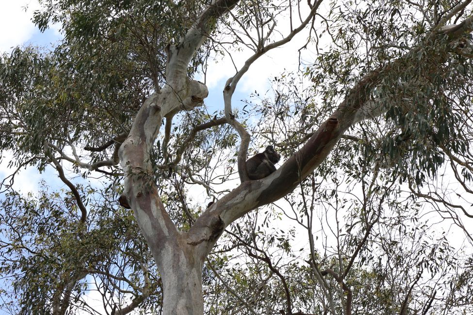 Cleland National Park: koala