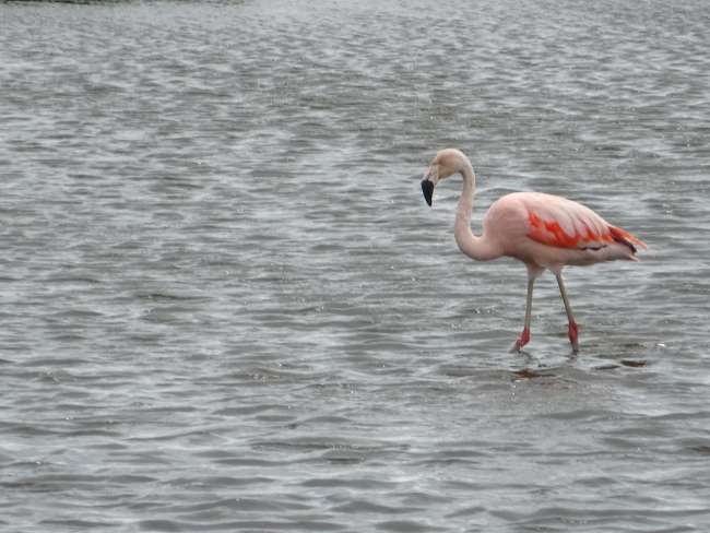 Flamingos and impressive mountain ranges