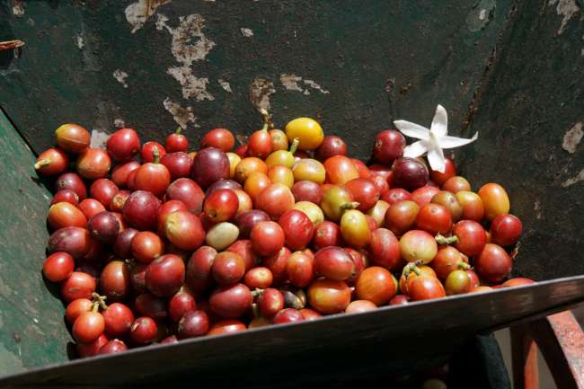 The fruits used to make coffee beans 