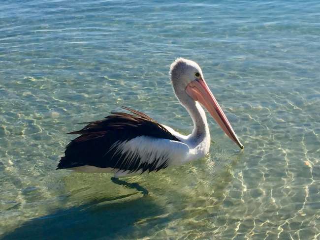 Das hier ist die Pelican Bay