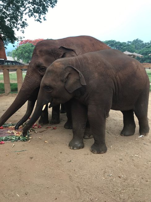 Elephants Volunteering