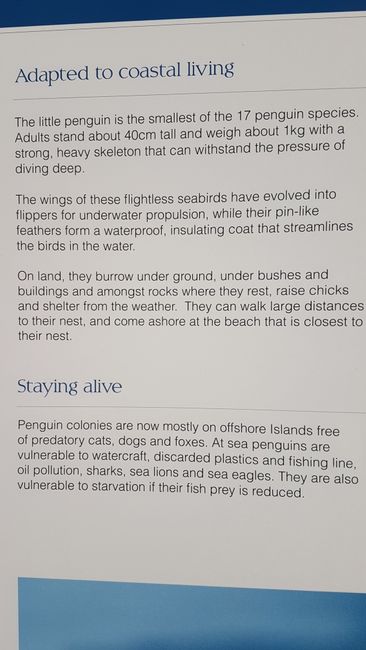 Dieser Pinguin ist der Kleinste der 17 Arten. Erwachsene werden 40 cm gross und wiegen um die 1 kg.